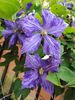 clematis Tie Dye