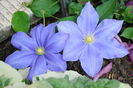 clematis Fujimusume