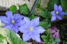 clematis Fujimusume