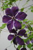 Clematis_viticella Negritjanka