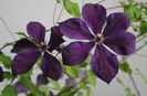 Clematis_viticella Negritjanka