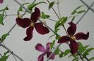 clematis Vitiwester