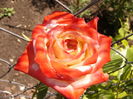 Rosa Keiserin Farah