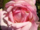 Rosa Honore de Balzac