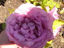 Rosa Blue river?