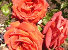 Rosa Teracote