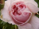 Rosa Abraham Darby