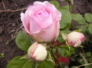 Rosa History