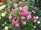 DSCF5853