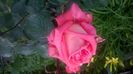 WP_20160525_17_03_46_Pro
