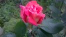 WP_20160525_17_04_03_Pro