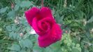 WP_20160525_17_04_33_Pro
