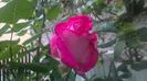 WP_20160525_17_11_02_Pro
