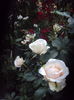 DSC03136
