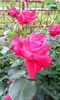IMG_20160604_090739[1]