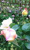 IMG_20160604_091141[1]