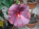 Tahitian Lavender Frolic