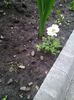 anemone