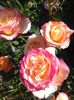 IMG_20160603_101010