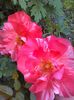 IMG_20160520_180327