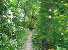 DSC02470