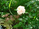 Garden Of Roses