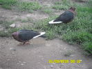 2 surori