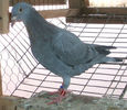 APDC2944