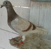 APDC2954