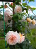 A Shropshire lad