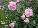 Cottage rose