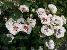 IMG_20160531_103602