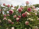 IMG_20160531_104617