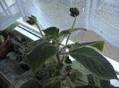 WIN_20160604_160526