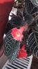 Episcia Jim's red wine