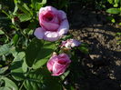 Ispahan