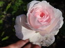 The Wedgewood Rose