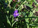 tradescantia