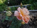 Prima floare...