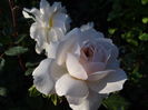 Crocus Rose