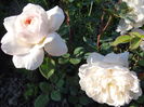 Crocus Rose