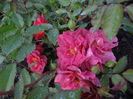 ...plin de flori...