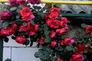 IMG_20160605_072652