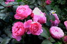 IMG_20160604_193448
