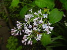 Syringa vulgaris_Lilac (2016, April 11)