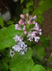 Syringa vulgaris_Lilac (2016, April 11)