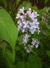 Syringa vulgaris_Lilac (2016, April 14)
