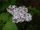 Syringa vulgaris_Lilac (2016, April 14)