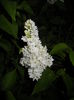 White Lilac Tree (2016, April 15)