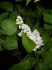 White Lilac Tree (2016, April 15)
